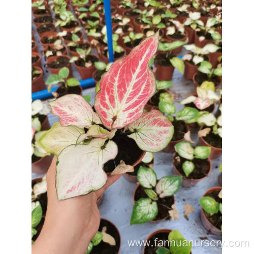 caladium yanzihong for sale